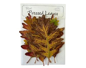 Pressed Oak Fall Large 12 Leaves