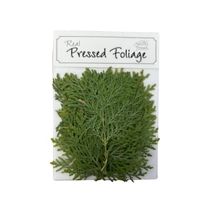 Pressed Cedar (Thuja, White Cedar) 20 Pieces
