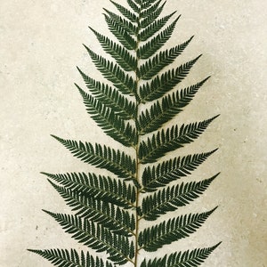 Feather Fern Large 1 Frond per page