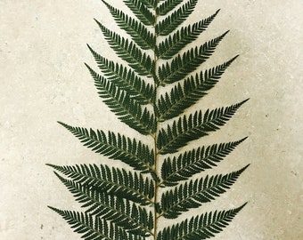 Feather Fern Large 1 Frond per page