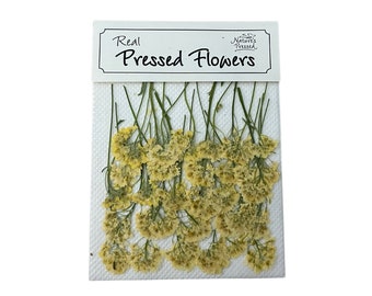 Alyssum Cream (Edible) 24 Flowers