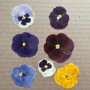 Pu&ograve; includere: Sette violette pressate in vari colori, tra cui viola, blu, giallo e bianco. Le violette sono disposte in fila su una superficie marrone.