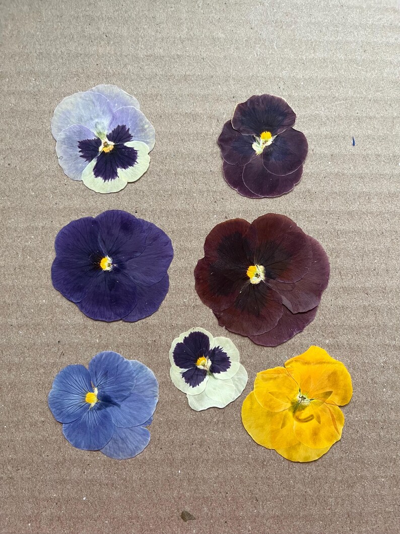 Pu&ograve; includere: Sette violette pressate in vari colori, tra cui viola, blu, giallo e bianco. Le violette sono disposte in fila su una superficie marrone.