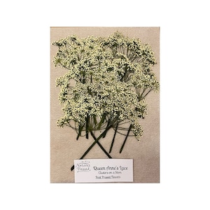 May include: Pressed Queen Anne's Lace flowers on a stem, with clusters of tiny white blossoms. The flowers are mounted on a beige background. The text on the label reads "Nature's Pressed" and "Queen Anne's Lace, Clusters on a Stem, Real Pressed Flowers."