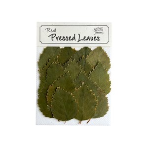 Bouleau à papier vert 20 feuilles