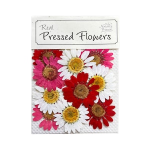 Valentines Daisy's 10 Flowers