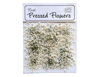 Pressed Queen Anne’s Lace – White Dyed Flowers for Resin, Nail Art, Scrapbooking.  25 Pieces