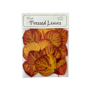 Hojas de álamo temblón prensadas de otoño – Para resina, scrapbooking y manualidades. 20 hojas.
