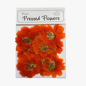 Cosmos Orange (commestibile) 16 fiori