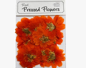 Cosmos Orange (Edible) 16 Flowers