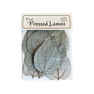 May include: A package of real pressed leaves. The leaves are a silvery green color and have a delicate, lacy texture. The package is labeled "Real Pressed Leaves" and "Nature's Pressed".
