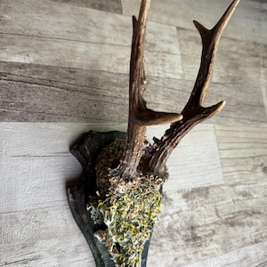 Dried Flowers Decorated Deer Skull Wall Decor Responsibly Sourced Green
