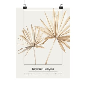 May include: A poster featuring a watercolor illustration of two beige palm fronds against a cream background. The text "Copernicia Baileyana" is centered at the bottom, with descriptive text below it. The poster is held by two black binder clips.
