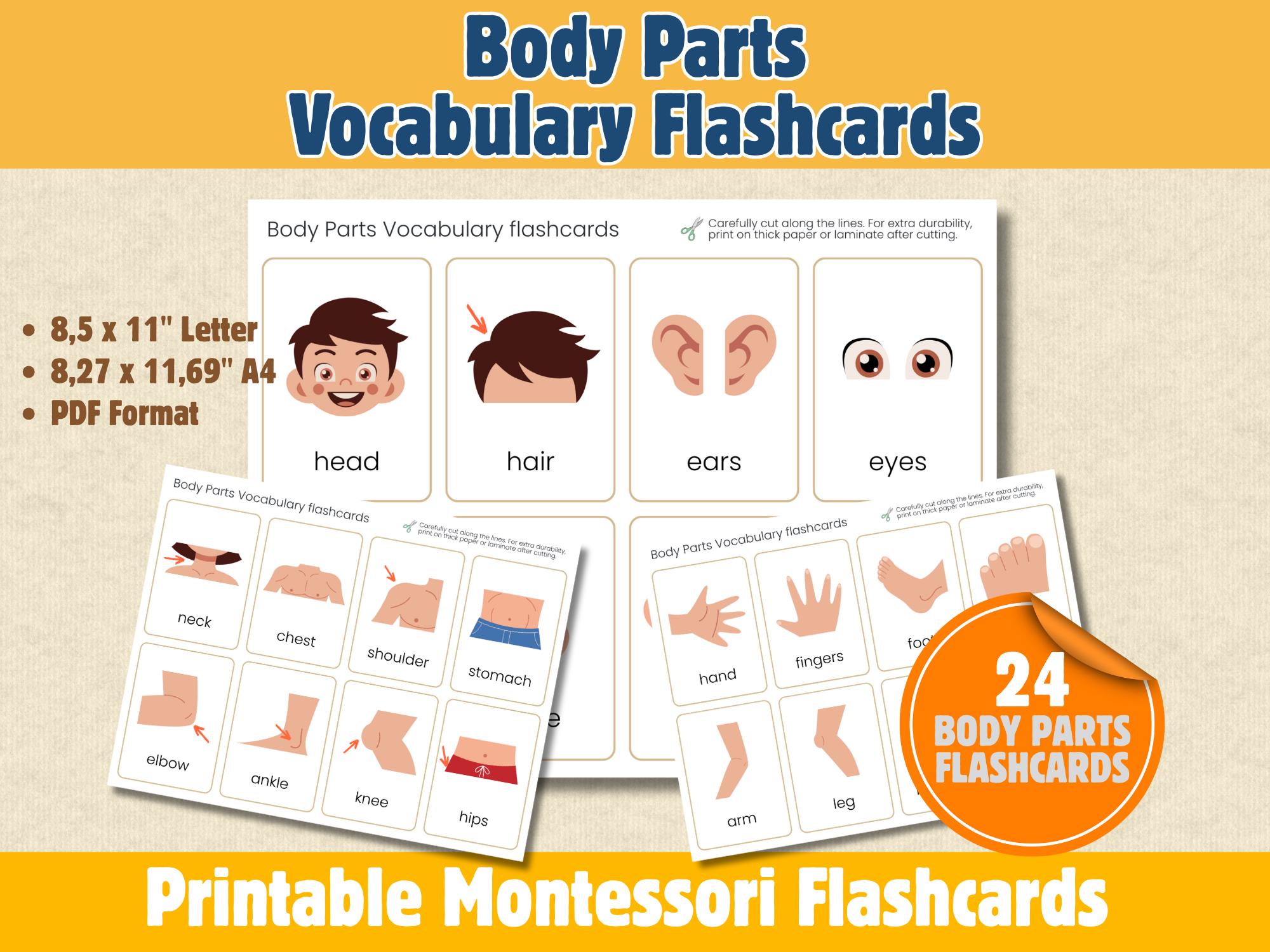 Montessori Body Parts Vocabulary Flashcards – 24 Printable ESL Cards ...