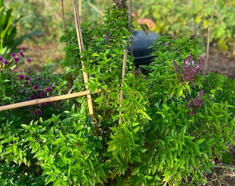 Basilico perenne Ocimum citriodorum 'Pesto Perpetuo” 20 semi