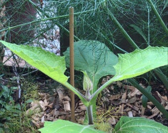 Yacon - Smallanthus sonchifolius