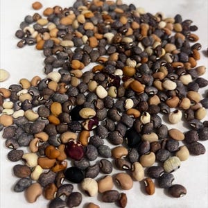 Può includere: Primo piano di un mucchio di fagioli neri. I fagioli sono un mix di colori marrone, nero, bianco e crema.