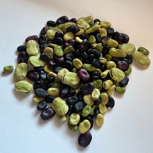 Fava beans grex - 15 seeds