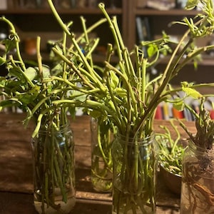 Wachtlijst: paarse zoete aardappel Okinawa voor verzending eind mei