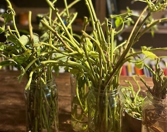 Lista de espera: batata morada de Okinawa para envío a finales de mayo