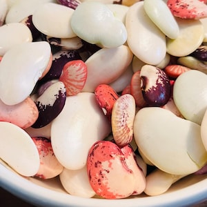 Lima bean grex - Phaseolus lunatus - 15 seeds