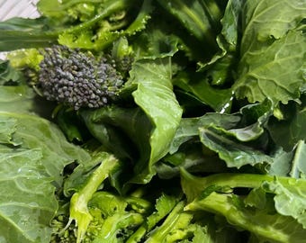 6 sticklingar av flerårig grönkål och broccoli