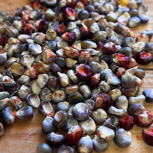 Rainbow flour corn grex