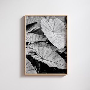 Kalo Wall Art, Hawaii Wall Art, Hawaii Nature Photography, Native Hawaiian Plant Wall Art