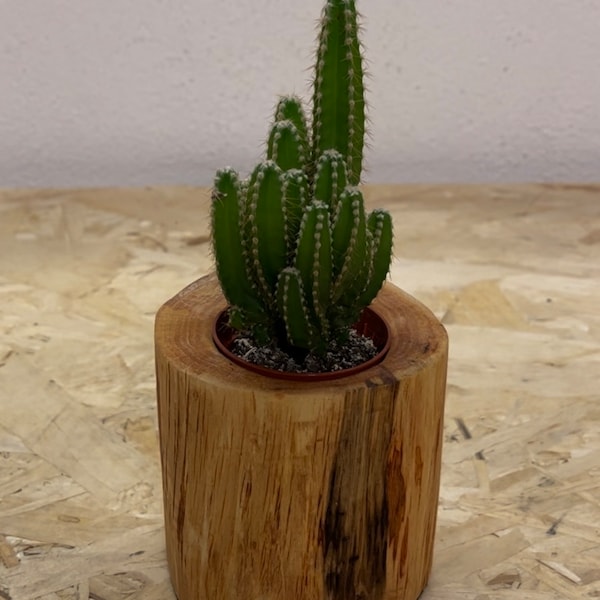 Vaso / portavaso per piante grasse / cactus in legno