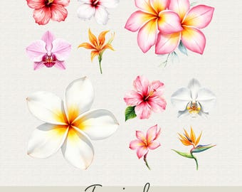 Imágenes prediseñadas PNG de flores tropicales, diseños florales exóticos (descarga digital)