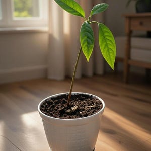 Puede incluir: Una joven planta de aguacate en una maceta blanca texturizada. La planta tiene varias hojas grandes y verdes vibrantes y un tallo delgado marrón. La maceta se encuentra sobre un platillo blanco, lleno de tierra oscura. El fondo incluye una ventana y un suelo de madera.