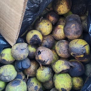 May include: A collection of round black walnuts with thick, textured green and brown husks. The walnuts are piled together inside a black plastic bag that is partially tucked into a cardboard box, showing varied stages of ripening.