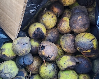 250 Fresh Black Walnuts 2026 Drop in Husk for Planting – Ideal for Propagation & Stratification
