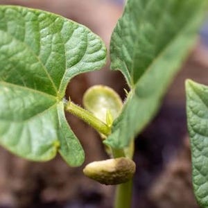 May include: Close-up of a young plant sprouting from a seed. The image shows vibrant green leaves with textured surfaces, and a small, light-colored seed. The plant's stem is covered in tiny hairs, and the background is blurred.