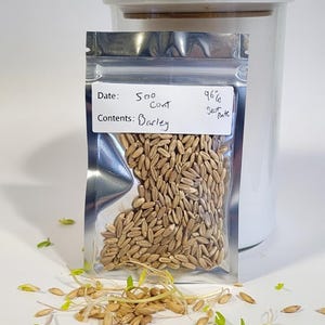 May include: A clear plastic bag filled with barley grains, labeled with handwritten text. A white jar with a wooden lid is in the background. Sprouted barley grains are scattered around the bag.