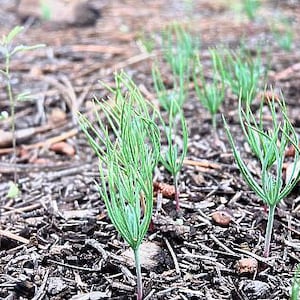 100 Ponderosa Pine Tree Seeds | Pinus ponderosa | Bulk Seeds for Planting, Bonsai, Reforestation
