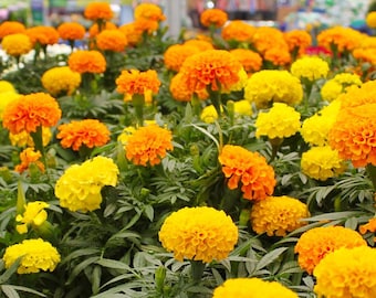 May include: A vibrant field of marigold flowers in full bloom. The flowers display a range of colors, from bright yellow to deep orange, with lush green foliage. The image captures the beauty of nature.