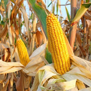 May include: Close-up of corn stalks in a field. Two ears of corn are visible, encased in light-colored husks. The kernels are a bright yellow, and the leaves are green and brown. The image captures a harvest scene.