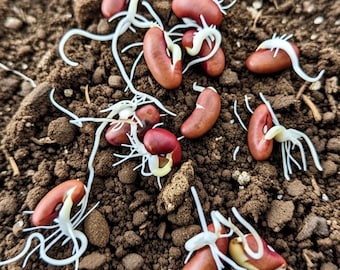 Kidney Bean Seeds – 100+ Heirloom with 95%+ Germination Rate