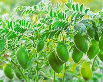 有機ひよこ豆の種子 (Cicer arietinum) 30 粒 – 「フムスマスター」品種