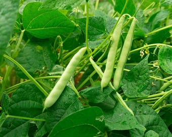 Pinto Bean Seeds – 100 Heirloom Seeds – Grow Your Own Refried Beans & Chili