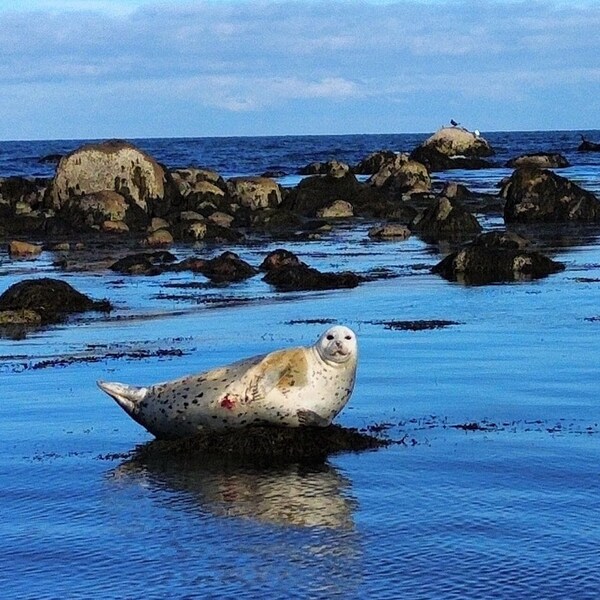 Phoques au point Manomet Plymouth, Ma