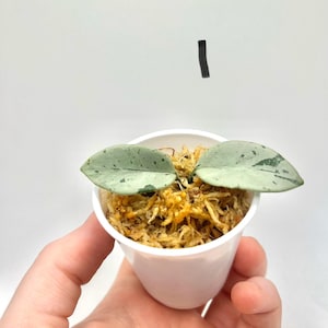 Rare Hoya Mathilde Super Splash Lightly Rooted Pick Your Plant