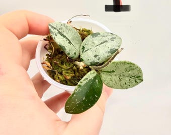 Rare Hoya Mathilde Super Splash Rooted Pick Your Plant