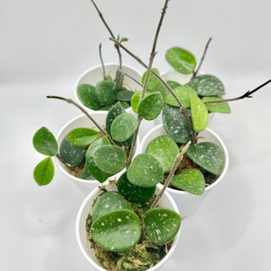 Hoya Mathilde Rooted Starter Plant