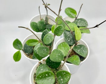 Hoya Mathilde Rooted Starter Plant
