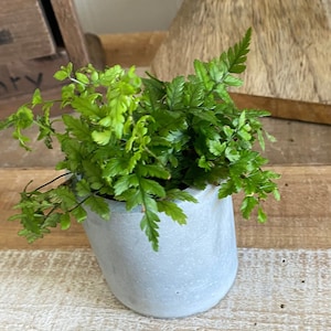 May include: A small green fern plant in a light gray concrete pot. The pot is sitting on a wooden surface.