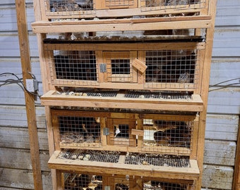 Cage à cailles avec oeuf