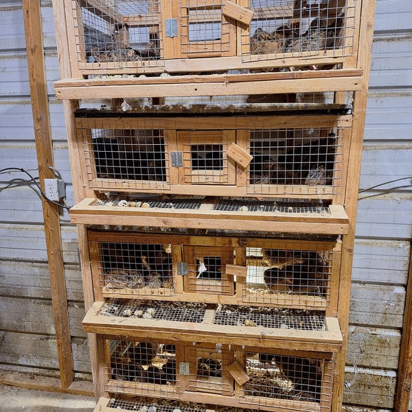 Cage à cailles avec oeuf