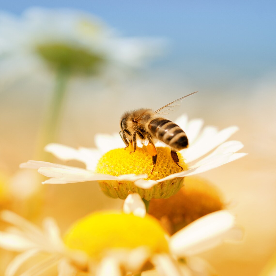 Black Truffle Infused Honey Raw Honey Black Truffle Organic Black